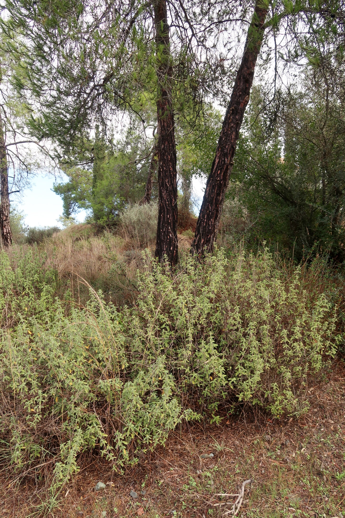 PYRGA / ΠΥΡΓΑ botanical aroma - part of the olfactive impressions of Cyprus series