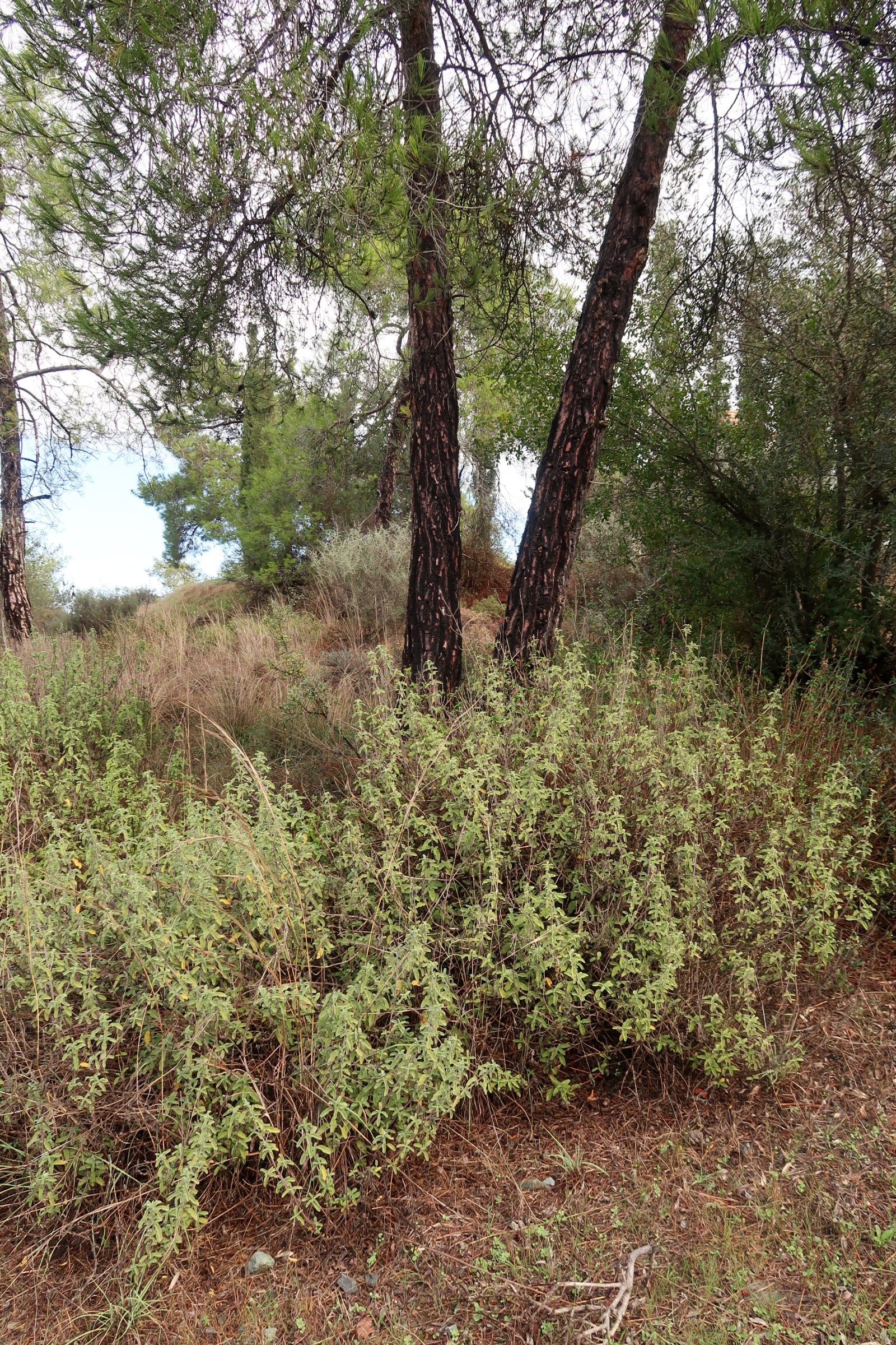 PYRGA / ΠΥΡΓΑ botanical perfume, autumn 2025
