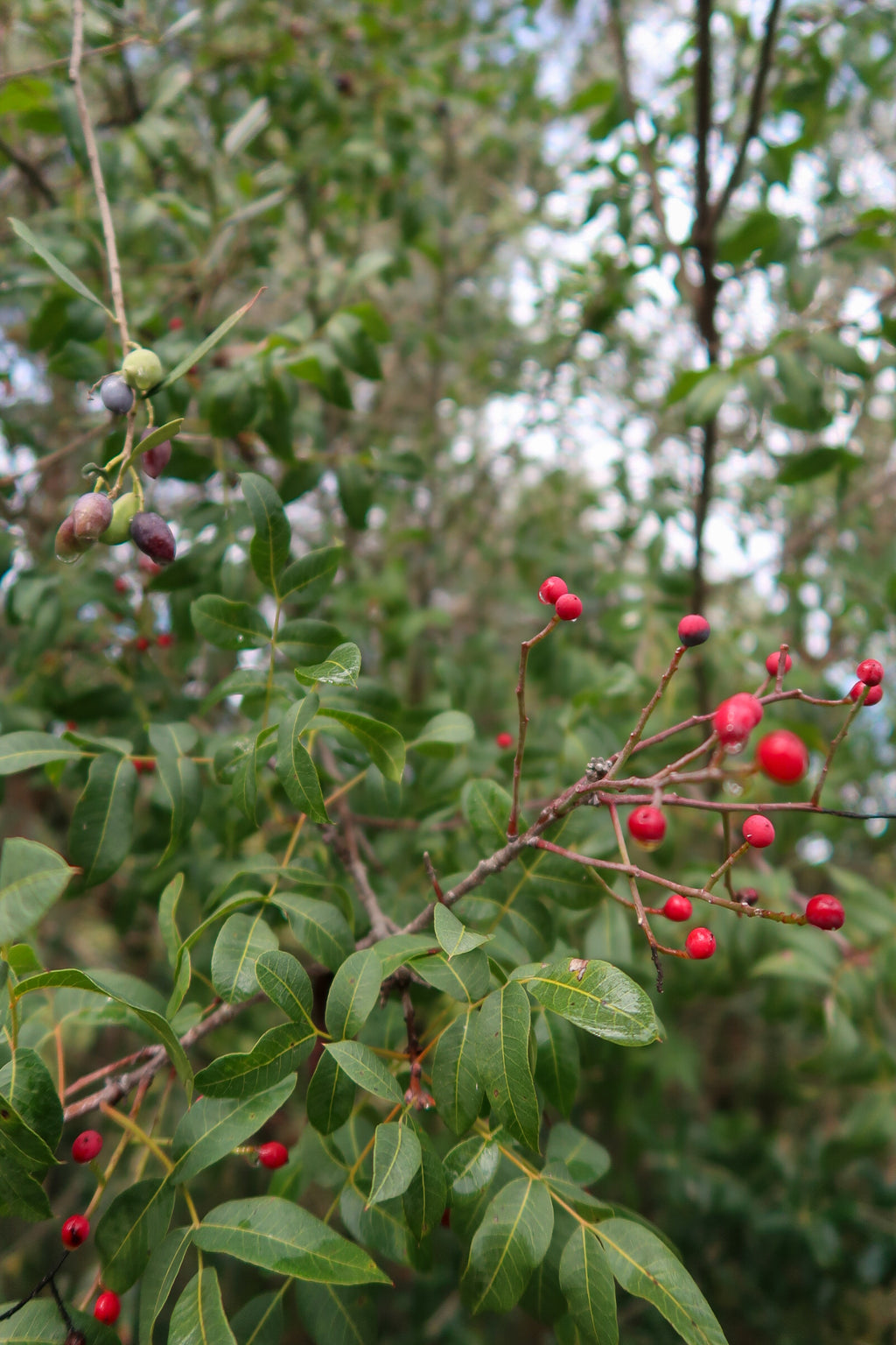 PYRGA / ΠΥΡΓΑ botanical perfume, autumn 2025