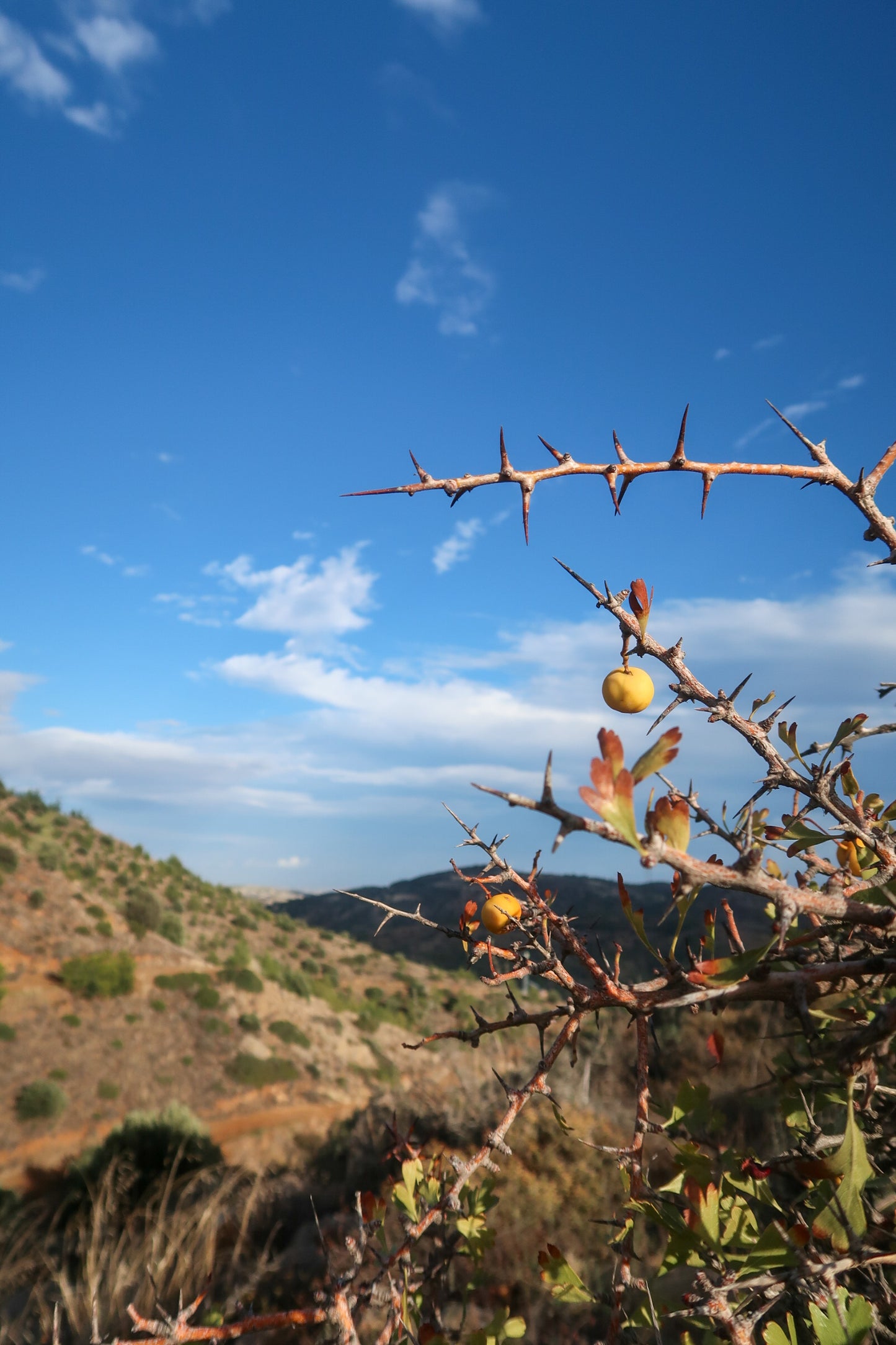 PYRGA / ΠΥΡΓΑ botanical aroma - part of the olfactive impressions of Cyprus series