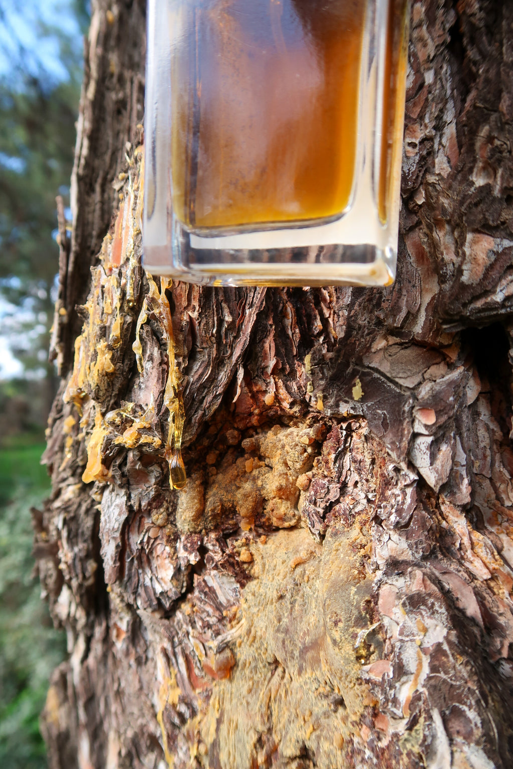 PYRGA / ΠΥΡΓΑ botanical perfume, autumn 2025