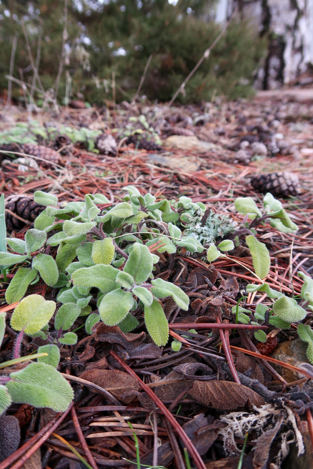 TROODOS / ΤΡΟΟΔΟΣ botanical perfume, winter 2025