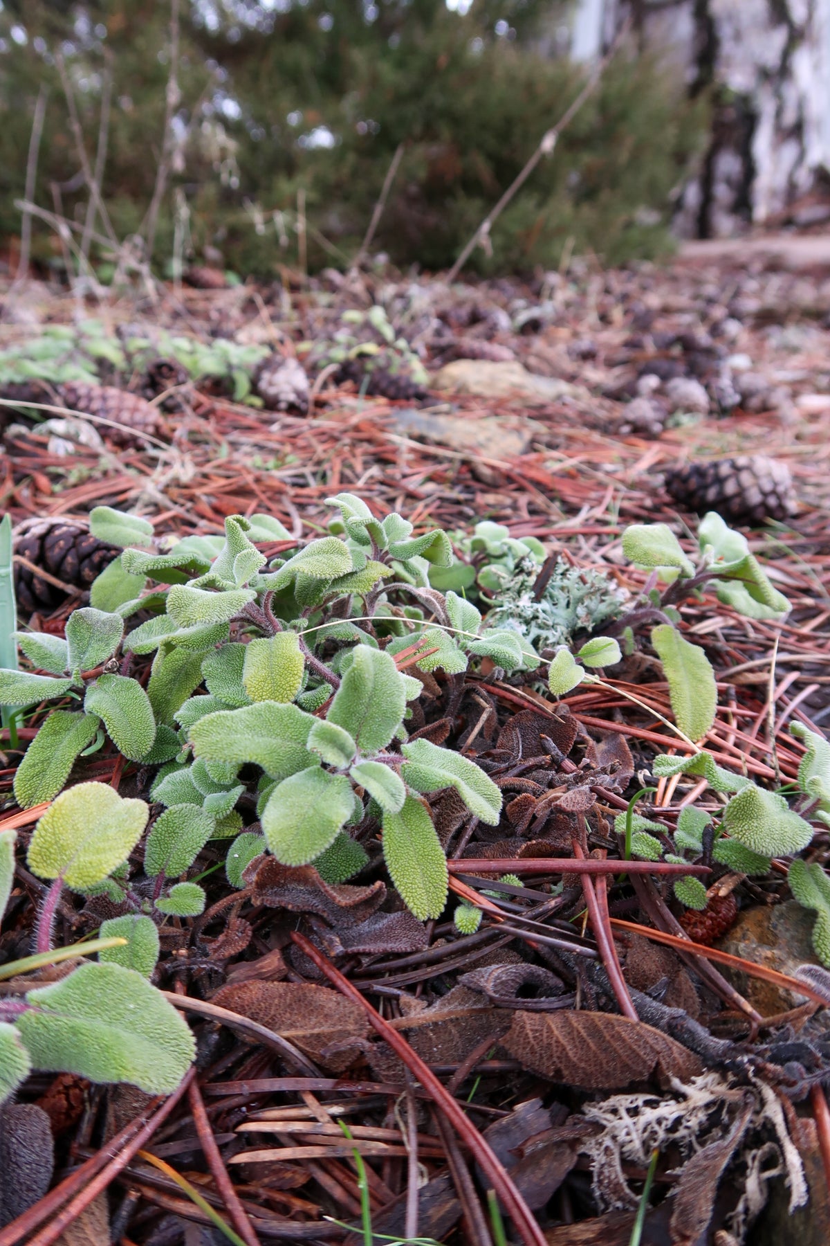 TROODOS / ΤΡΟΟΔΟΣ botanical perfume, winter 2025