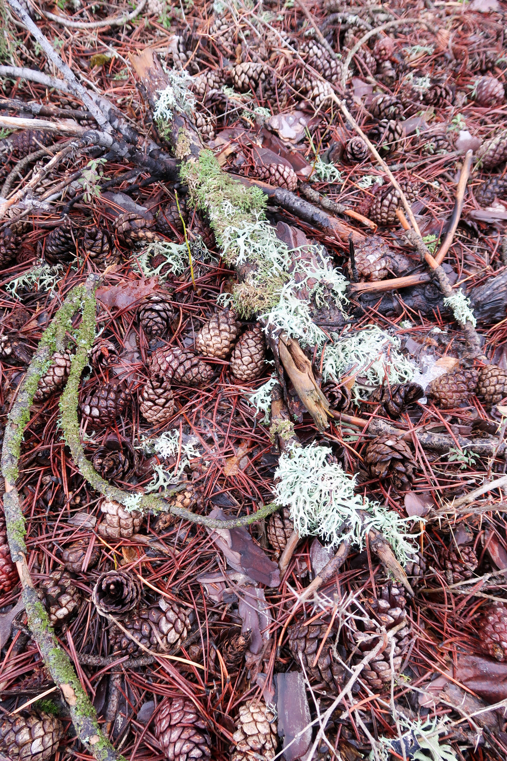 TROODOS / ΤΡΟΟΔΟΣ botanical perfume, winter 2025