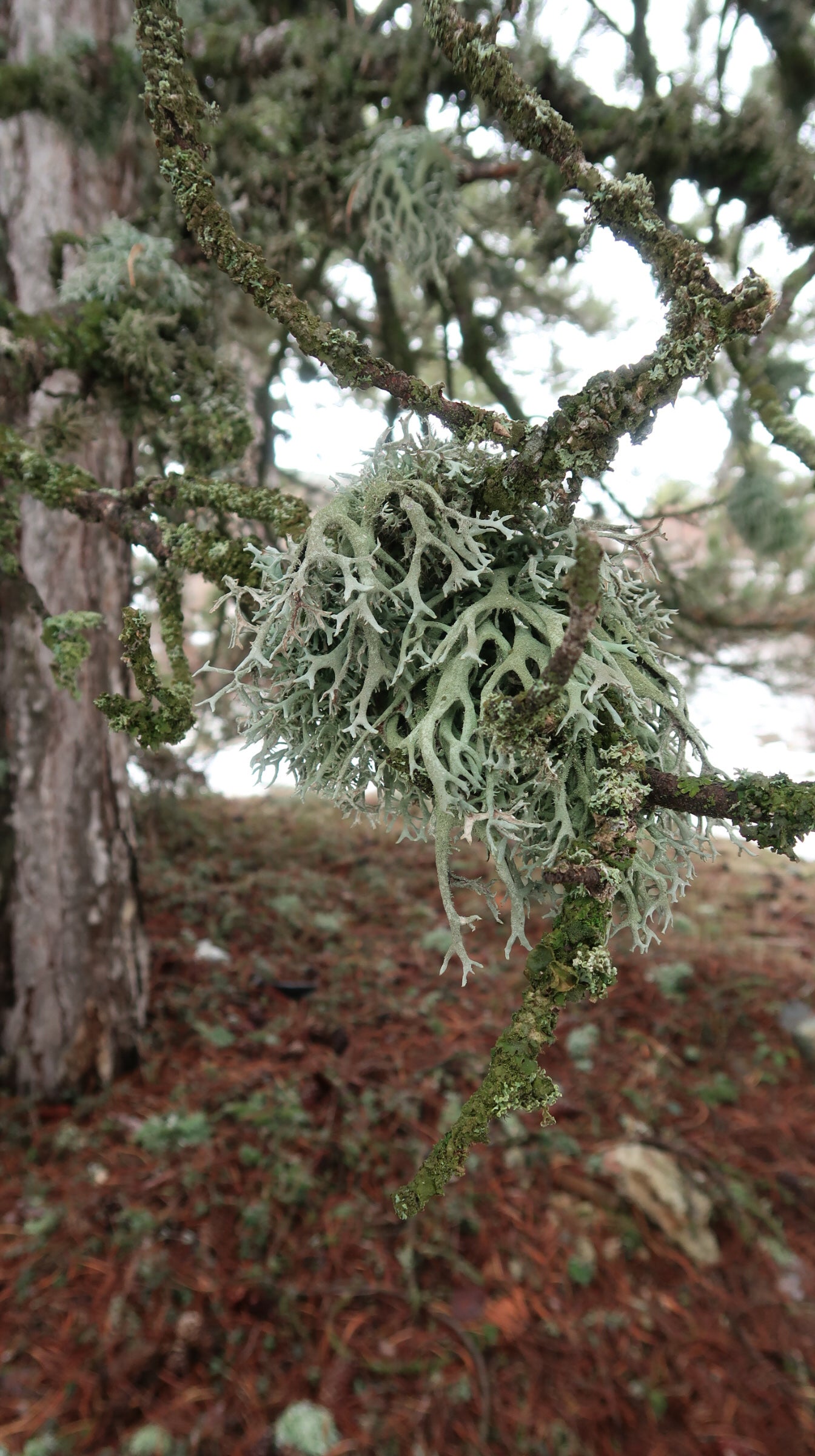 TROODOS / ΤΡΟΟΔΟΣ botanical aroma, [Winter 2026] PRE-ORDERS - a fougere, 30 ml