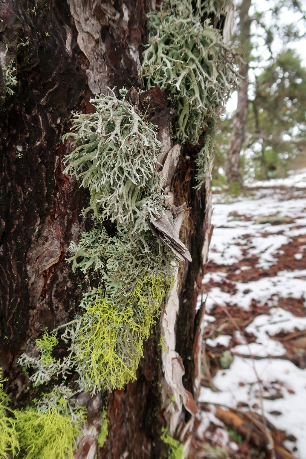 TROODOS / ΤΡΟΟΔΟΣ botanical perfume, winter 2025