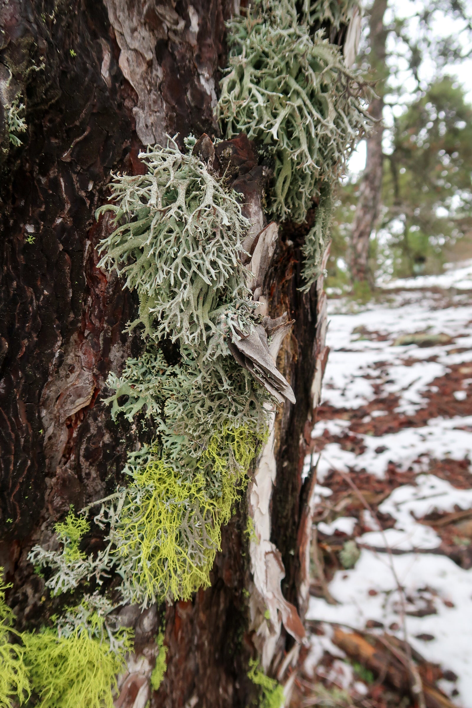 TROODOS / ΤΡΟΟΔΟΣ botanical perfume, winter 2025