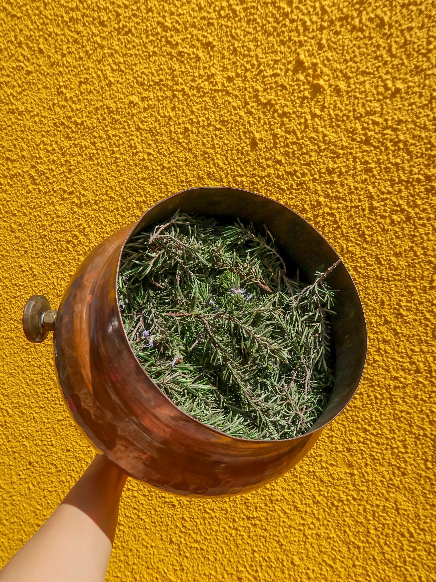 ROSEMARY HYDROSOL / Salvia rosmarinus plant water