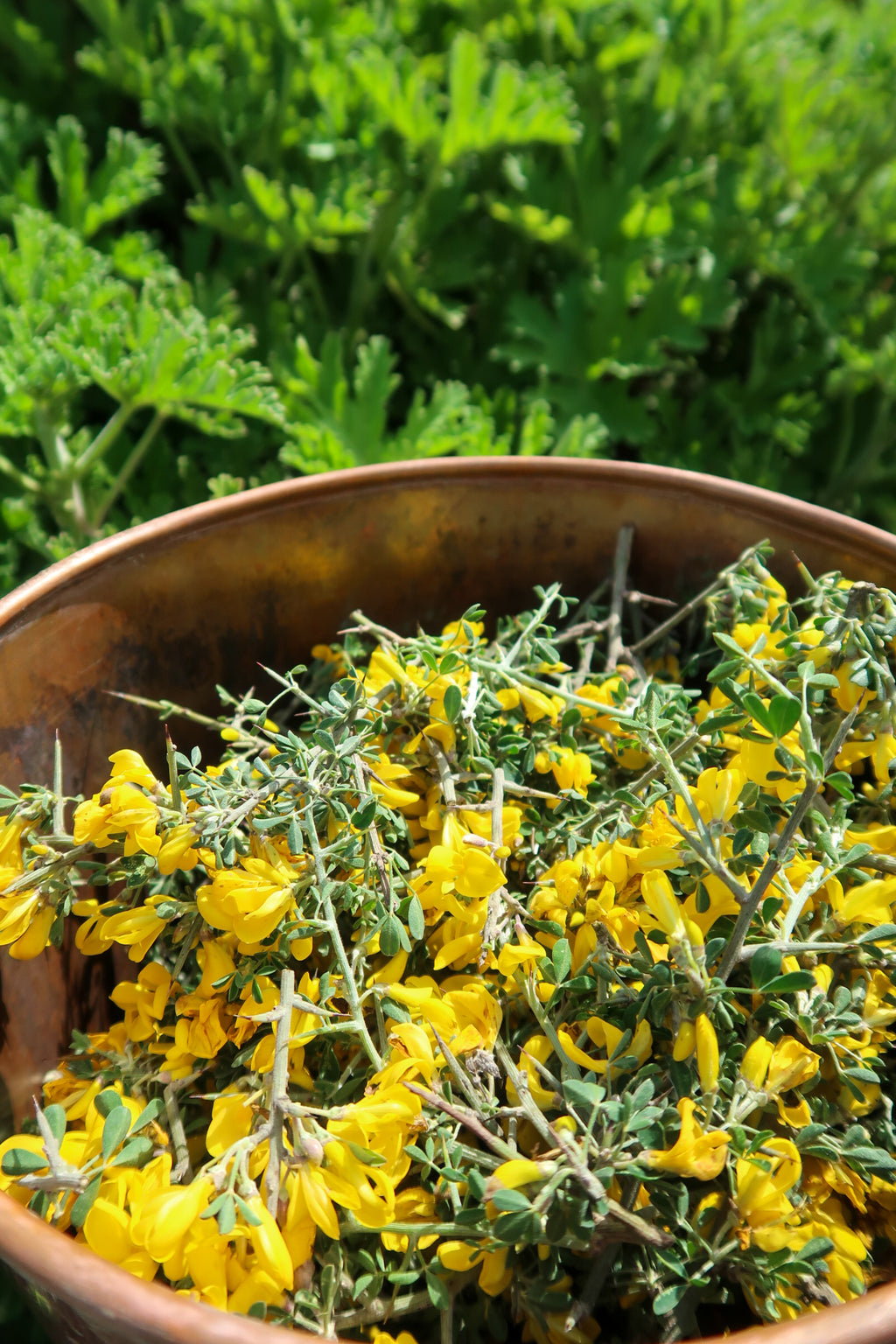 THORNY BROOM HYDROSOL / Calycotome villosa plant water