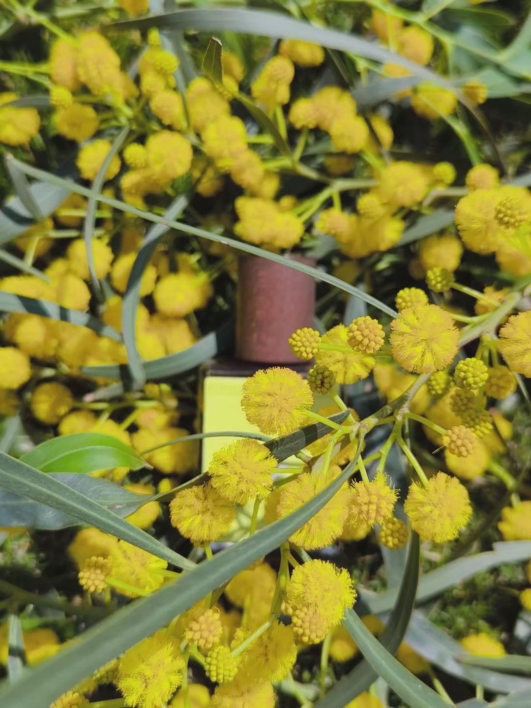 Load video: Discover Cyprus through scent
