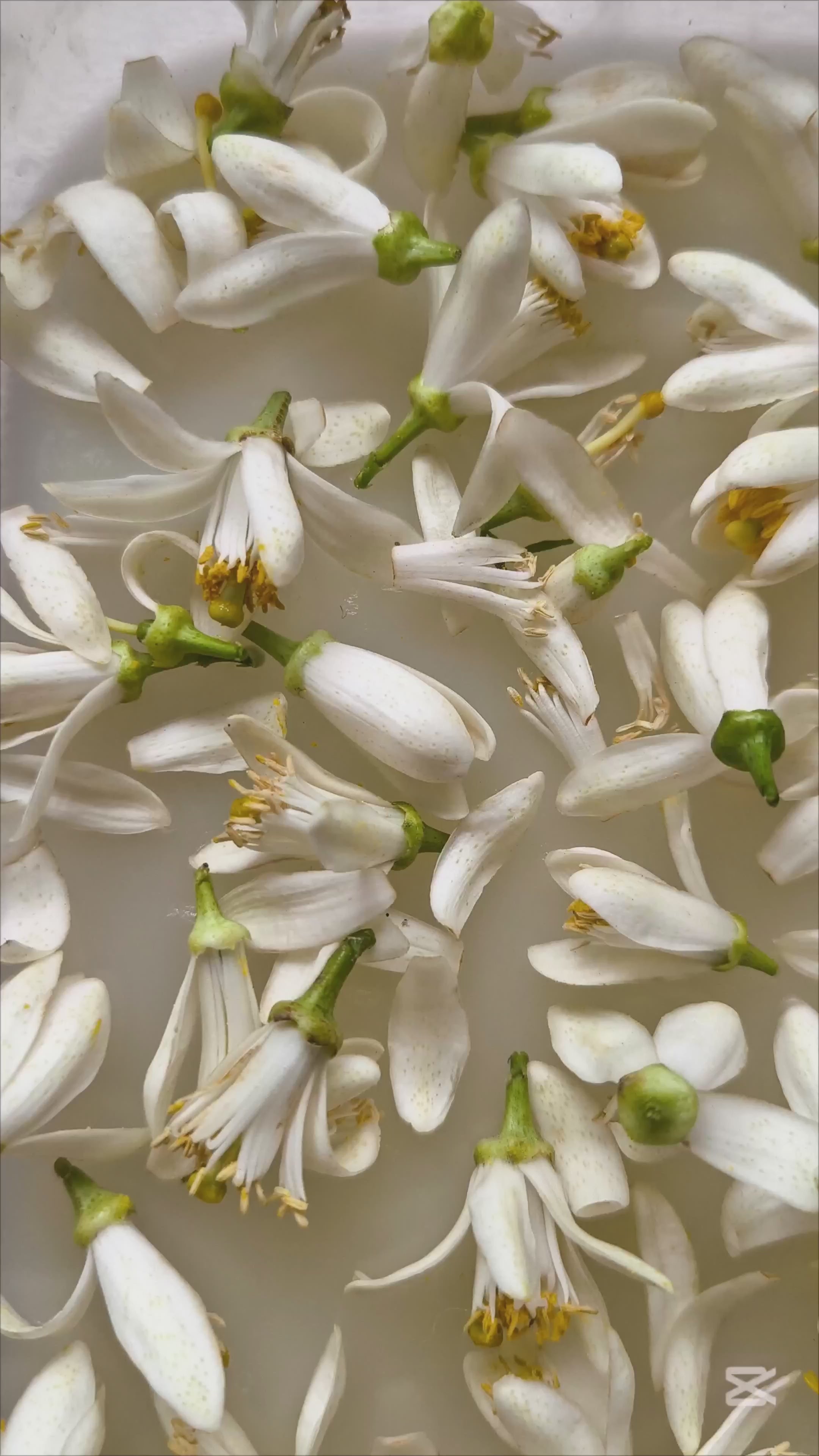 NEROLI ENFLEURAGE / solid aroma