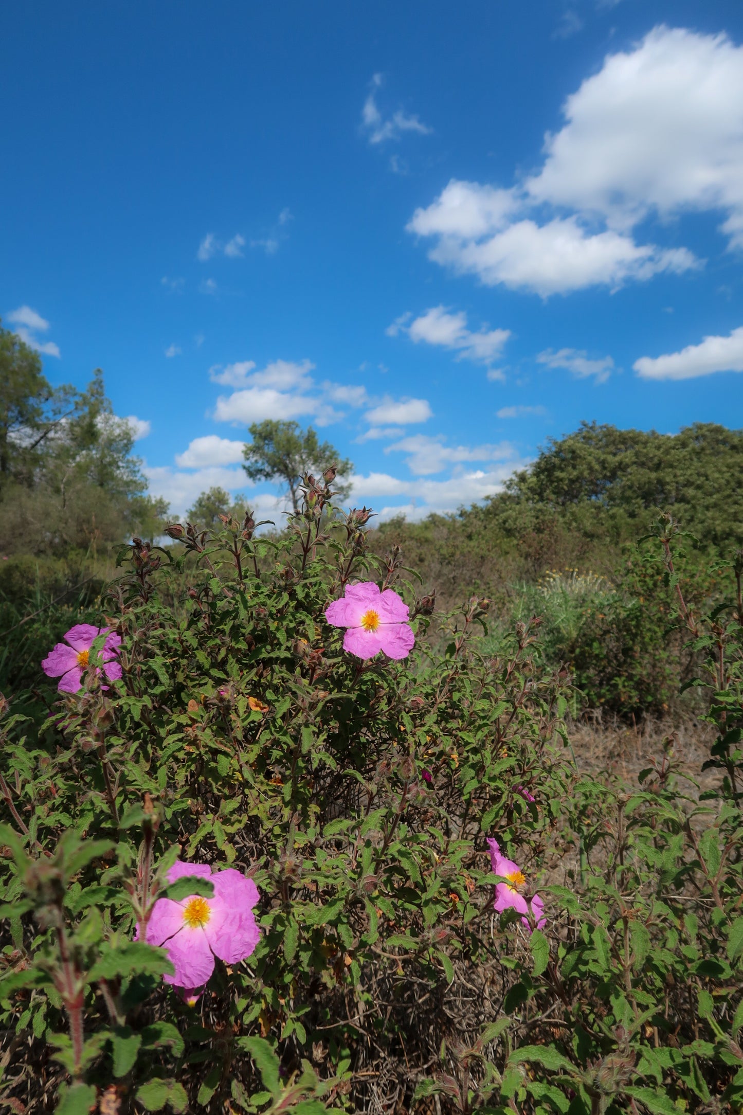 ROCKROSE HYDROSOL / Cistus creticus plant water