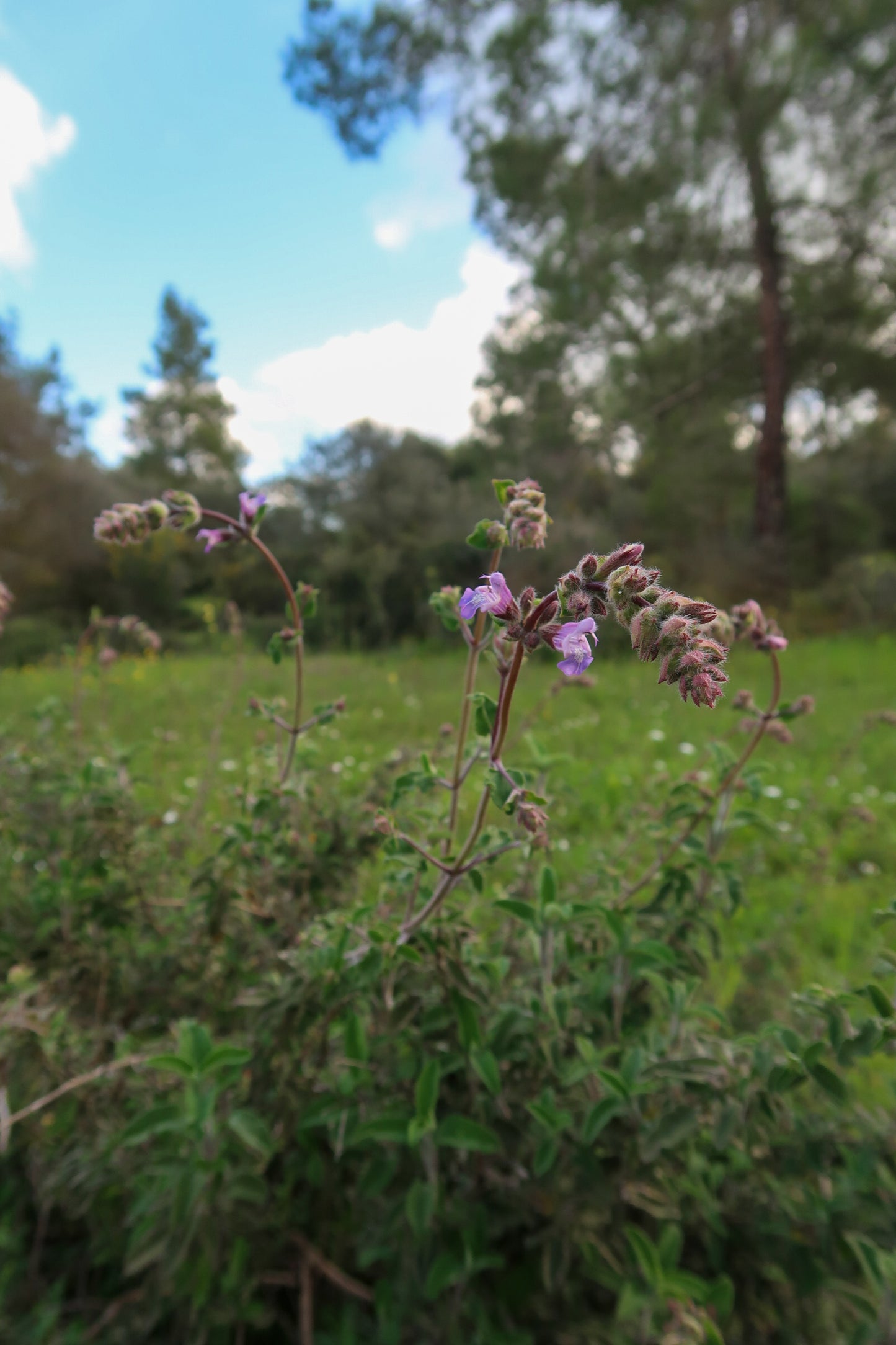 ANIKSI HOME AROMA, 100 ml