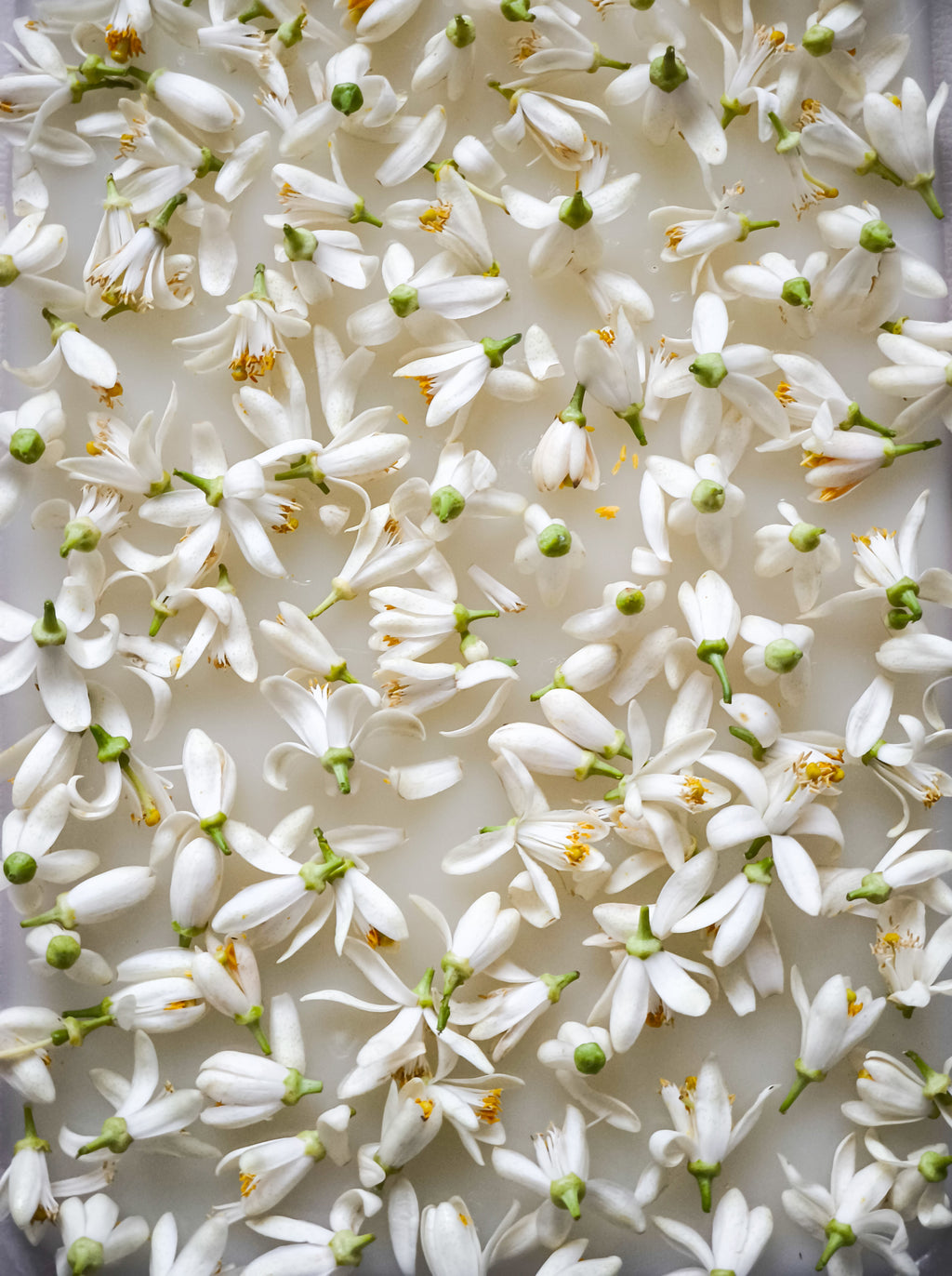 NEROLI ENFLEURAGE / solid aroma
