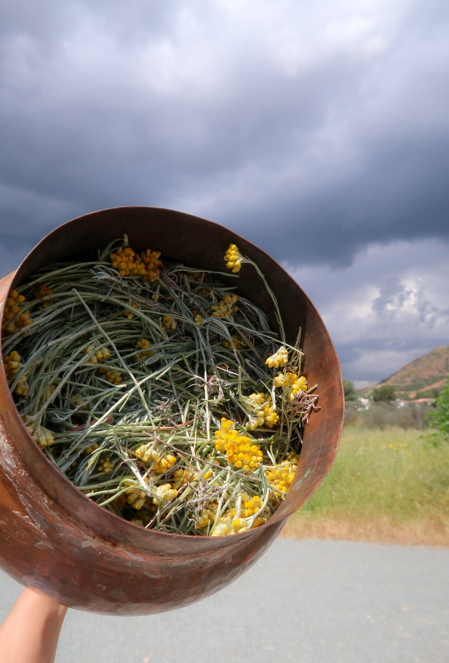 EVERLASTING HYDROSOL / Helichrysum stoechas plant water