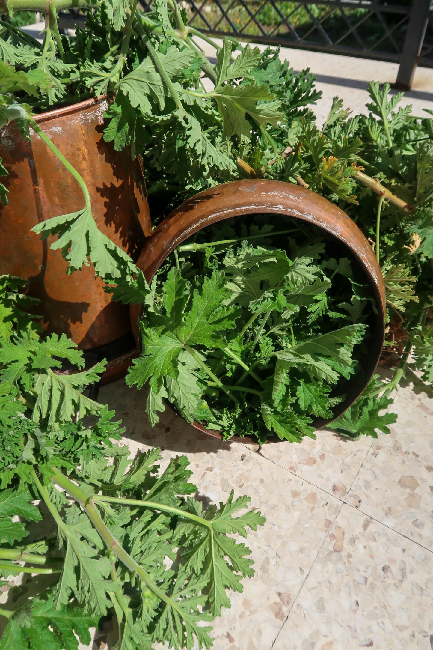 ROSE GERANIUM HYDROSOL / Pelargonium graveolens plant water