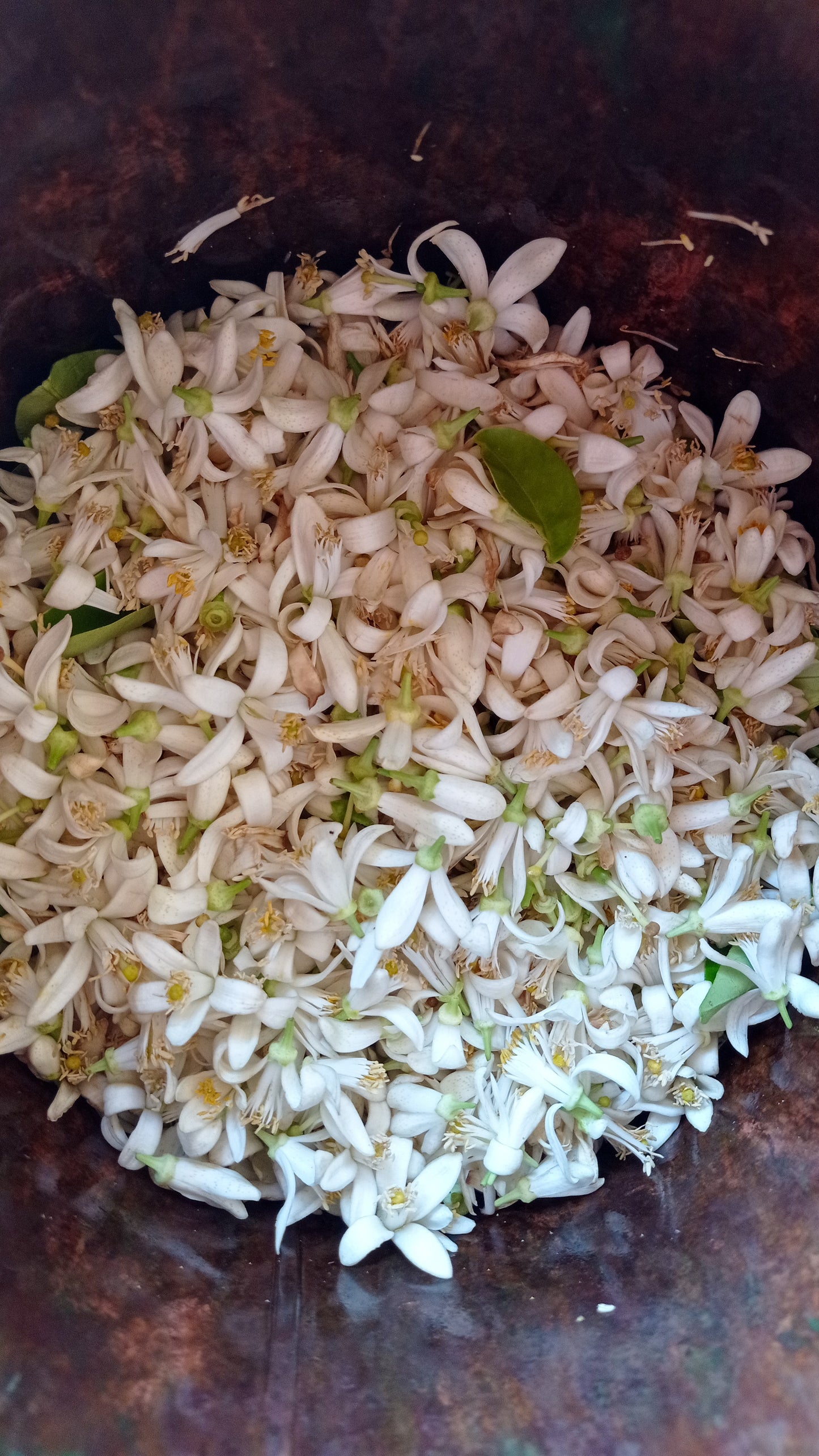 NEROLI HYDROSOL / Bitter orange blossoms plant water