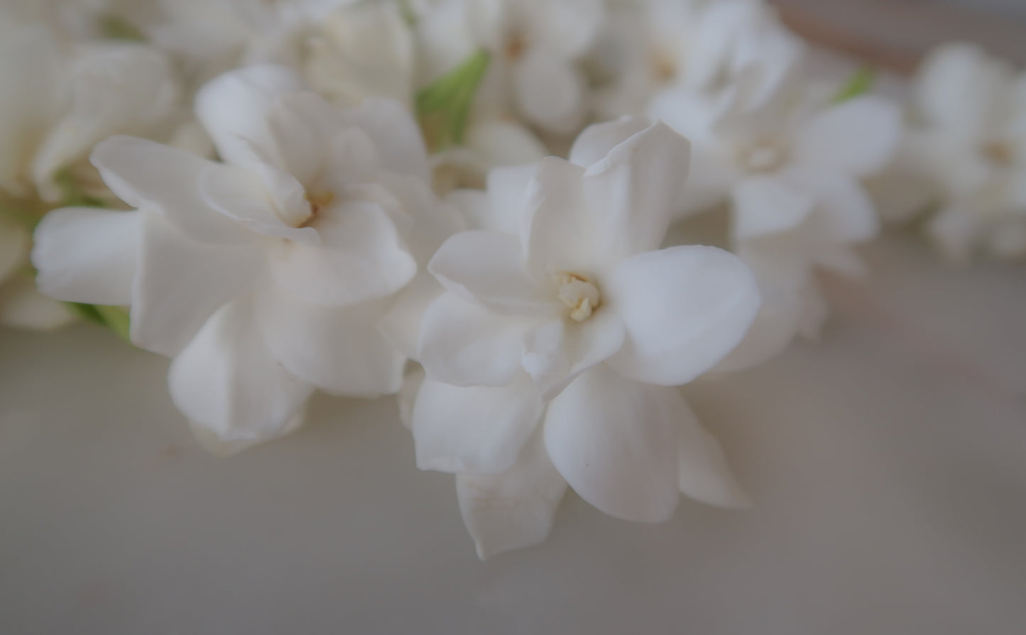 GARDENIA, JASMINE enfleurage / solid aroma