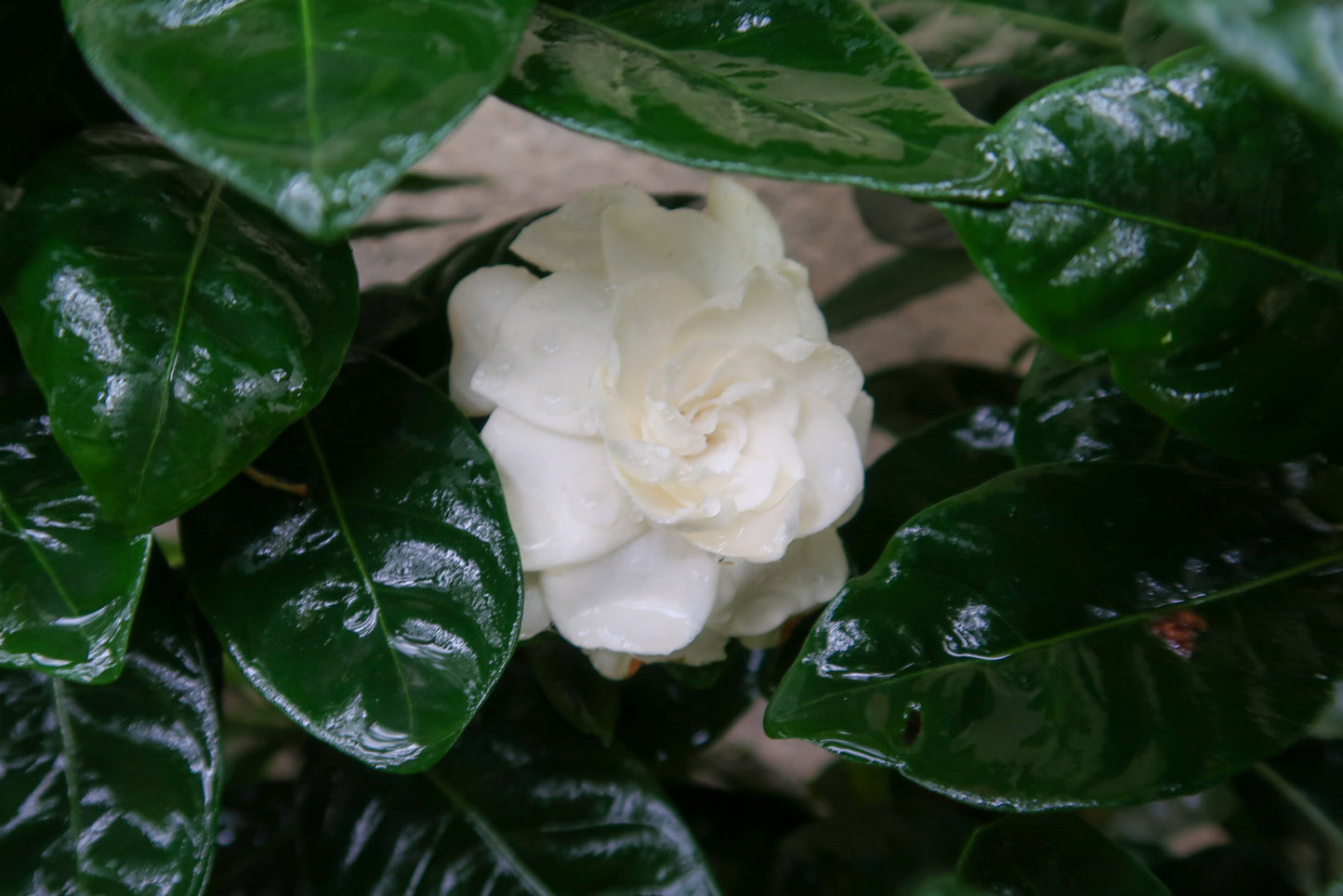 GARDENIA, JASMINE enfleurage / solid aroma