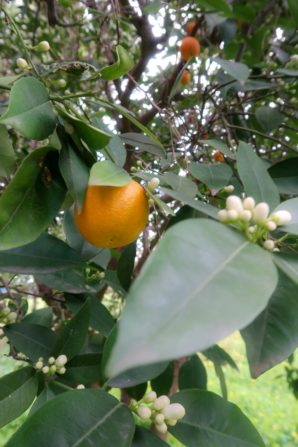 ANIKSI home aroma