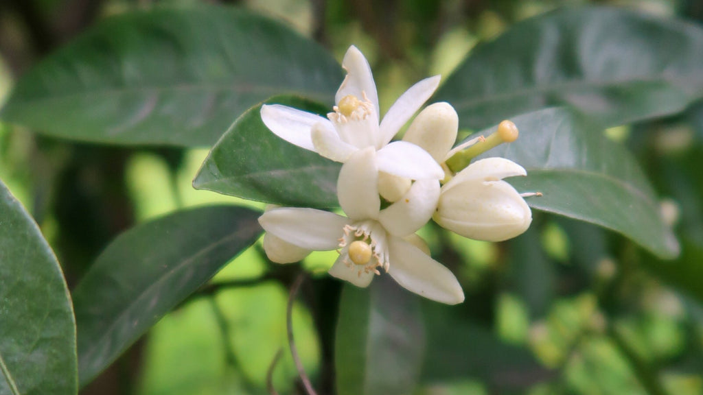NEROLI HYDROSOL / Bitter orange blossoms plant water