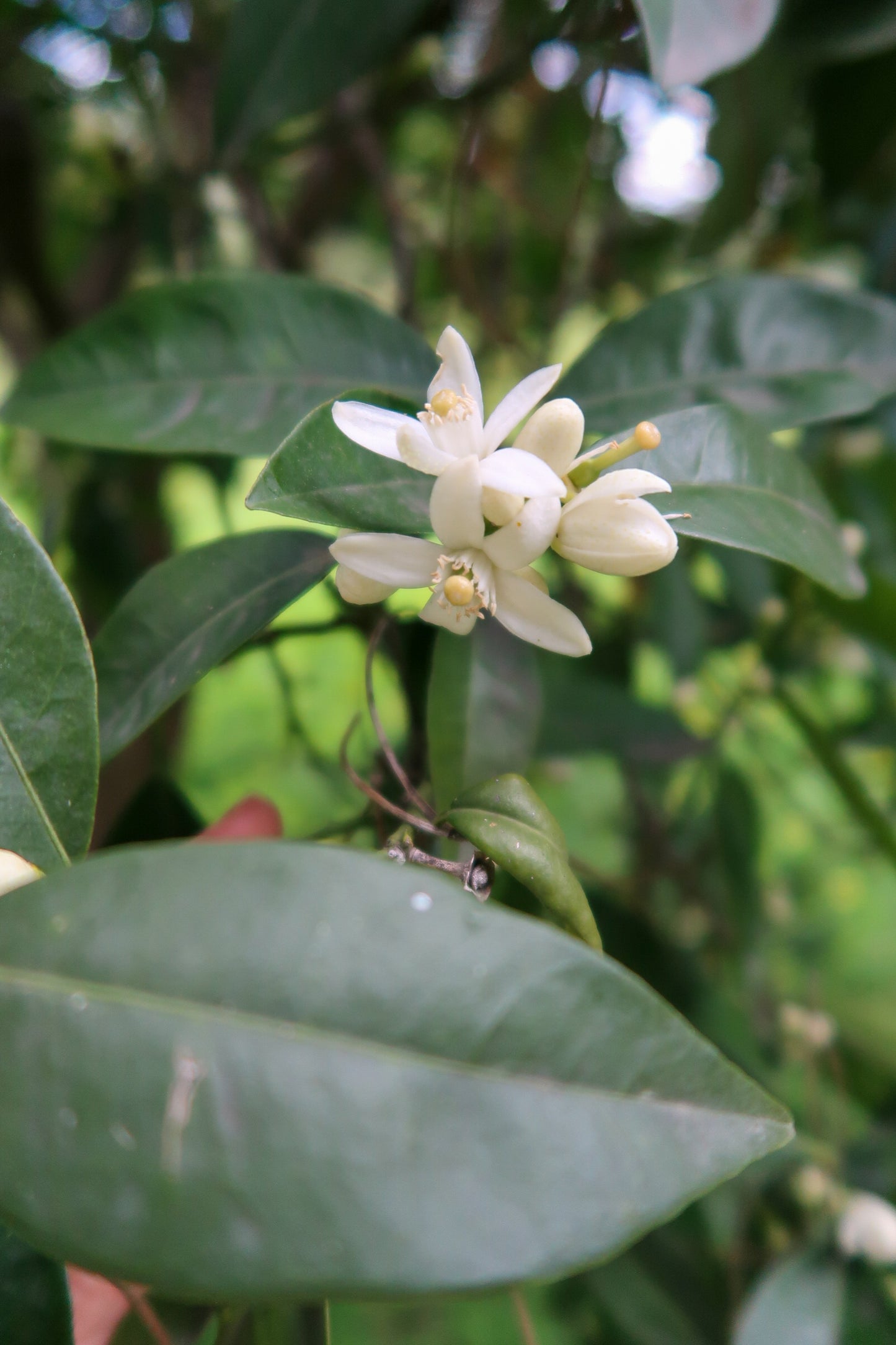 NEROLI HYDROSOL / Bitter orange blossoms plant water