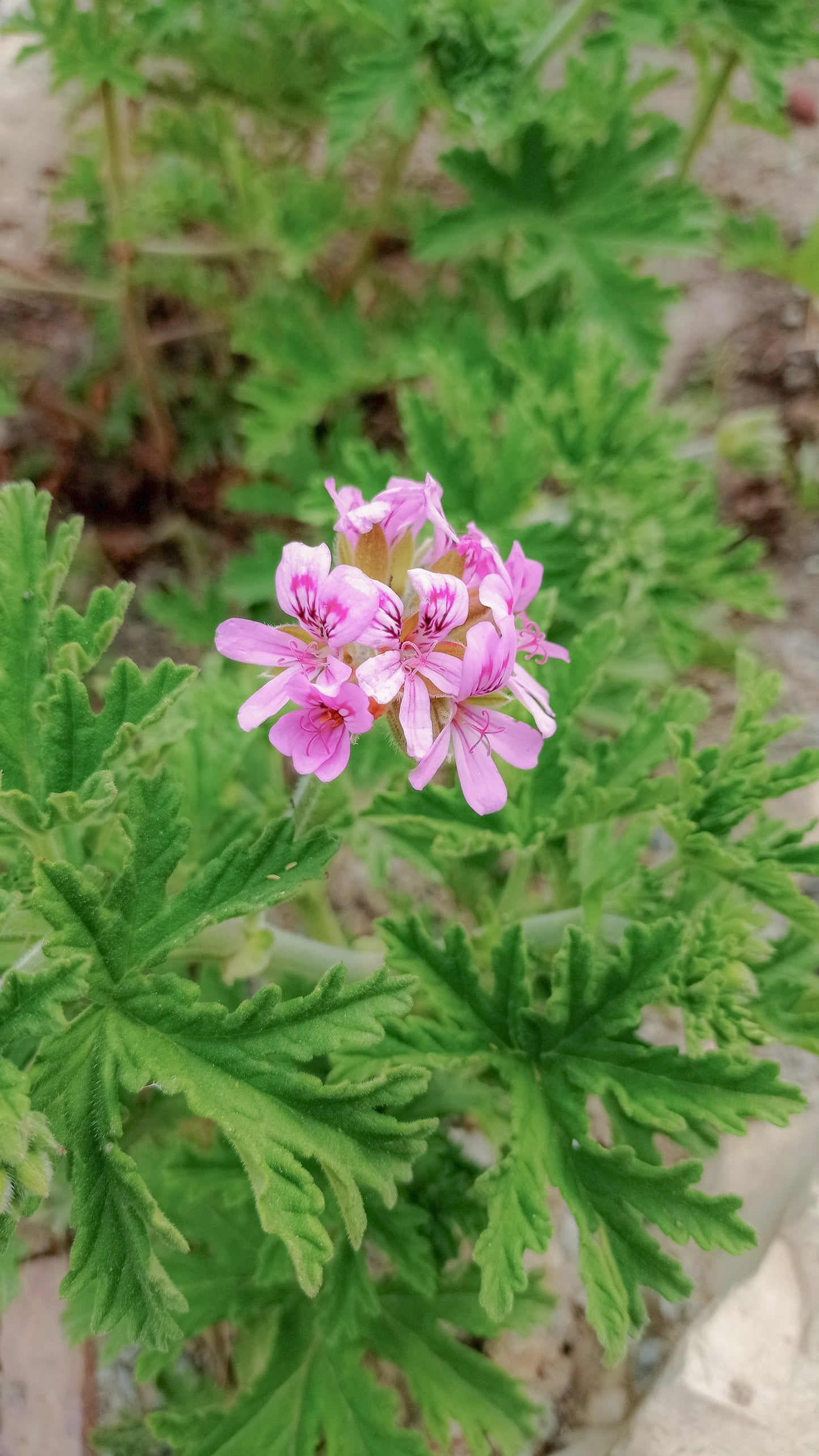 ROSE GERANIUM HYDROSOL / Pelargonium graveolens plant water